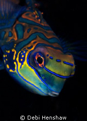 These colourful Mandarin fish never cease to amaze me and... by Debi Henshaw 